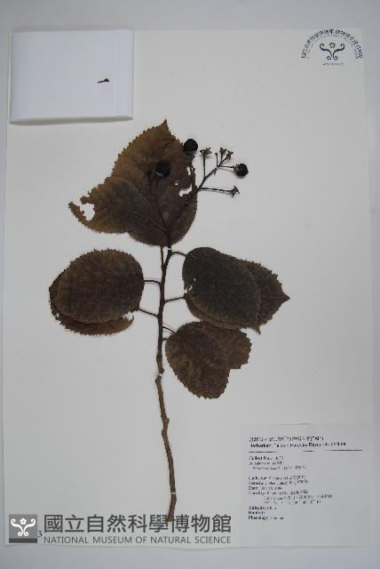 破布烏藏品圖，第1張