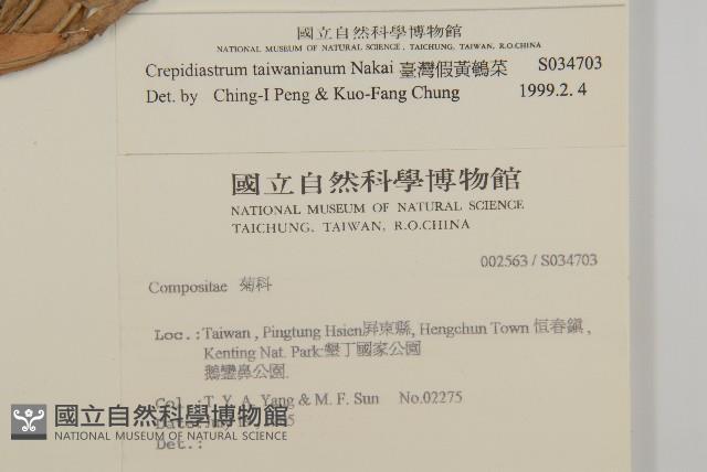 臺灣假黃鵪菜藏品圖，第2張