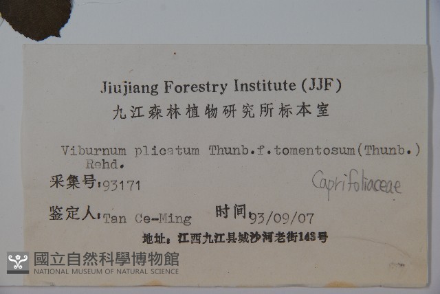蝴蠂莢迷藏品圖，第2張