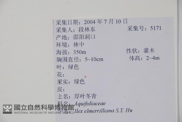 厚葉冬青藏品圖，第2張