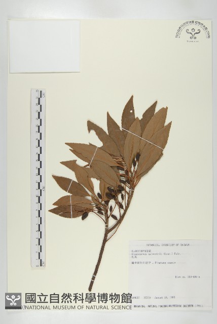 杜英、山杜英、蘭嶼杜英藏品圖，第1張