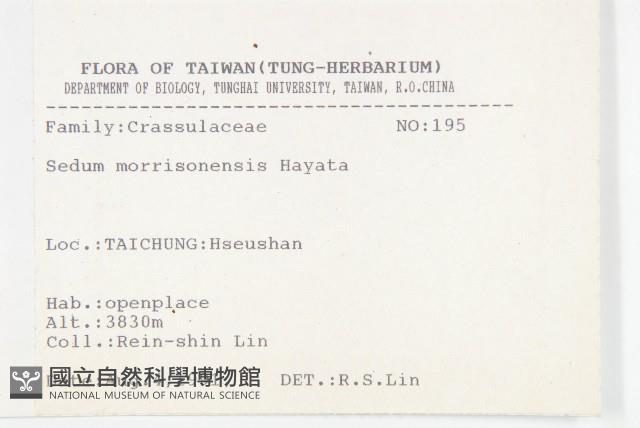 玉山佛甲草藏品圖，第2張