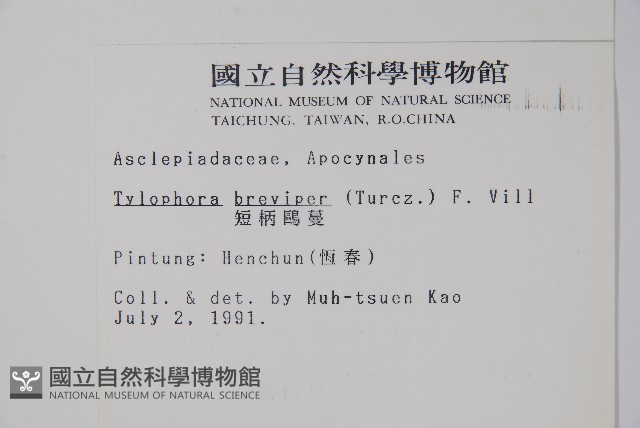短柄鷗蔓藏品圖，第2張