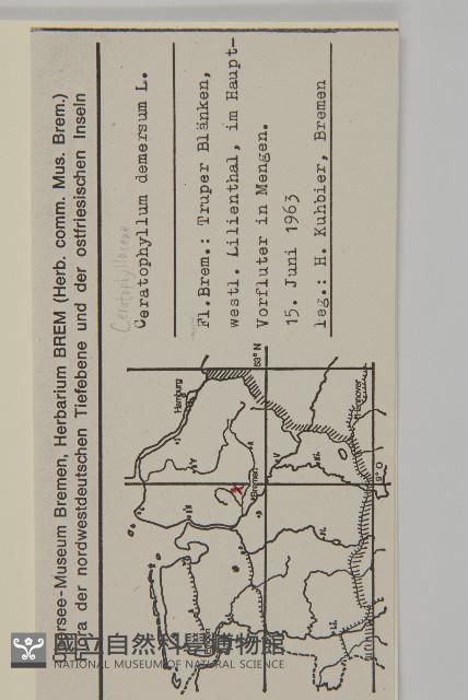 金魚藻、松藻藏品圖，第2張