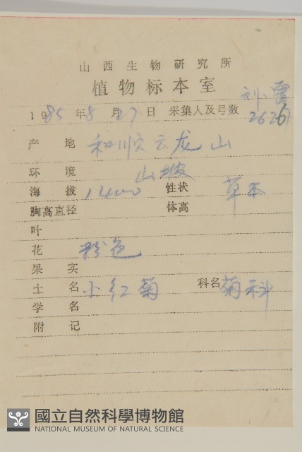 小紅菊藏品圖，第2張