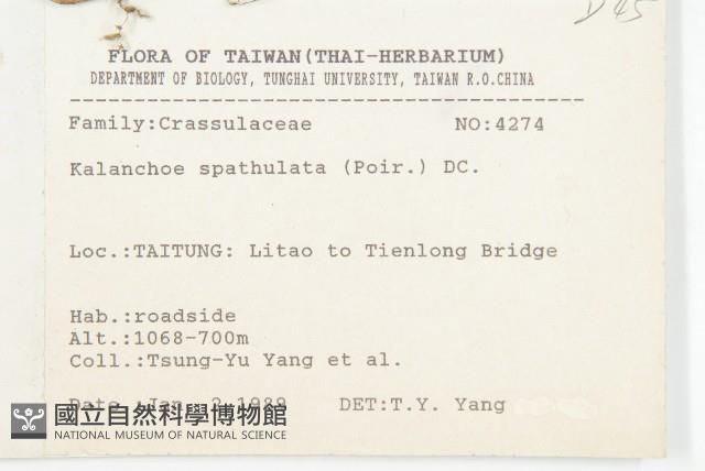 倒吊蓮、匙葉燈籠草藏品圖，第2張