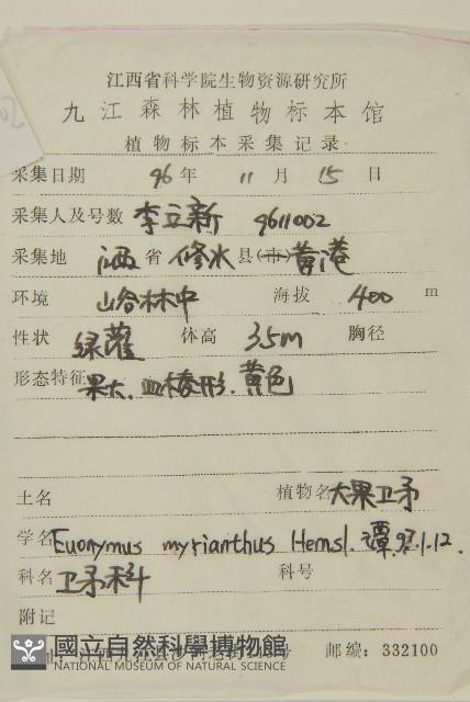 大果衛矛藏品圖，第2張