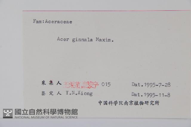 華北茶條槭藏品圖，第2張