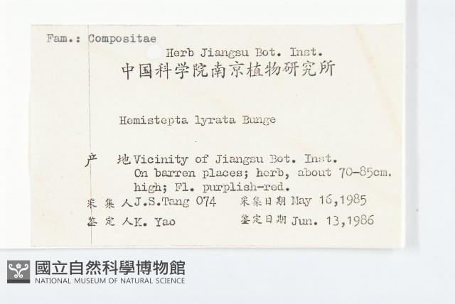 泥胡菜藏品圖，第2張