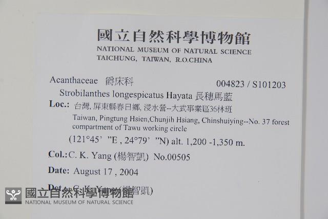長穗馬藍藏品圖，第2張