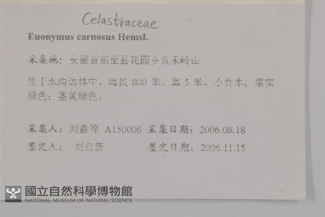 厚葉衛矛, 源一木藏品圖，第2張