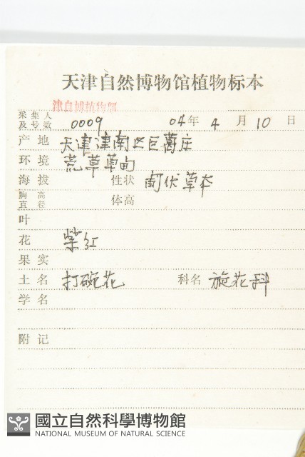 打碗花藏品圖，第2張