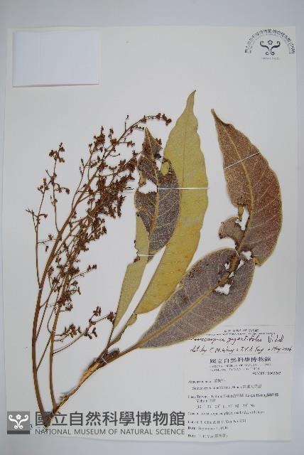 臺東漆樹藏品圖，第1張