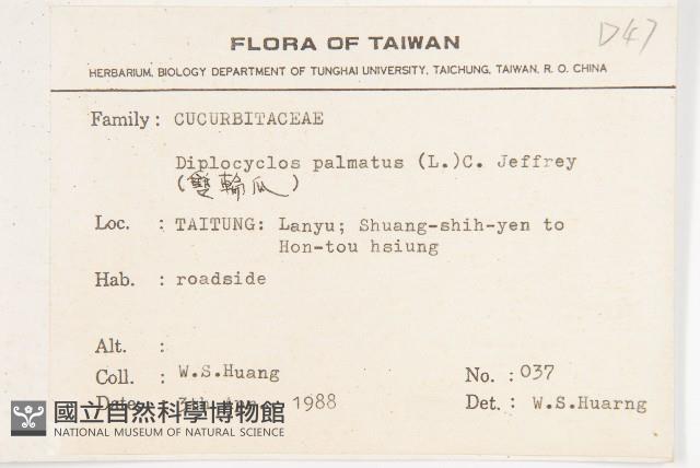 大萼旋花藏品圖，第2張