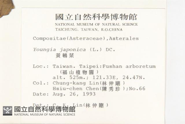 黃鵪菜藏品圖，第2張