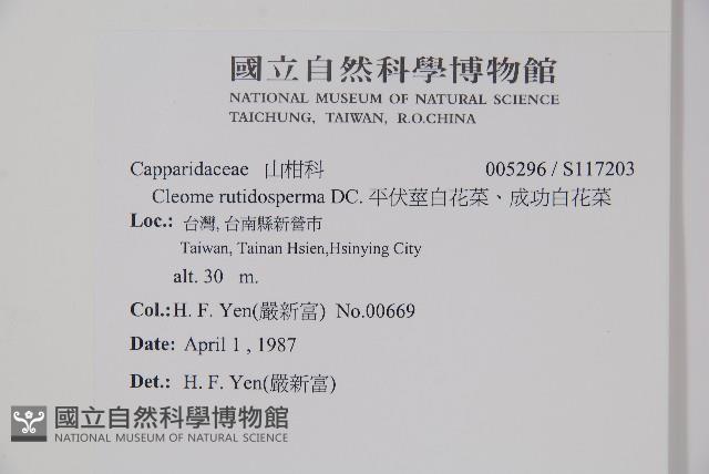 平伏莖白花菜、成功白花菜藏品圖，第2張