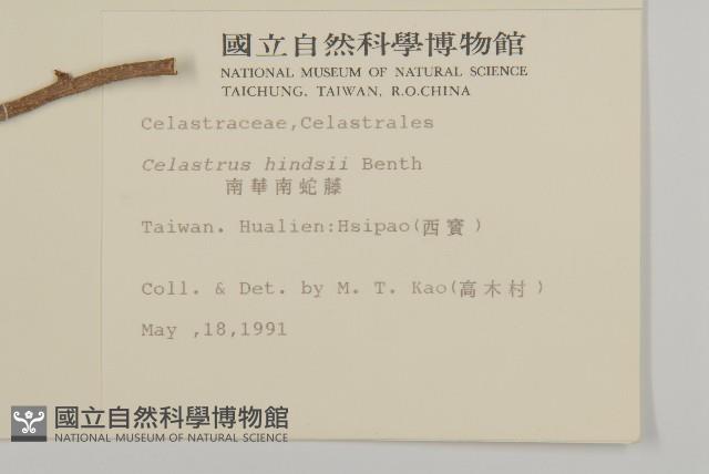 Chinese bitter sweet Collection Image, Figure 2, Total 2 Figures