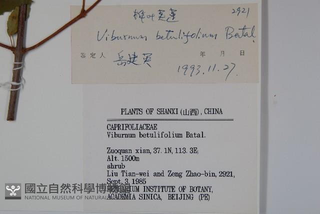 樺葉莢迷、玉山莢迷藏品圖，第2張