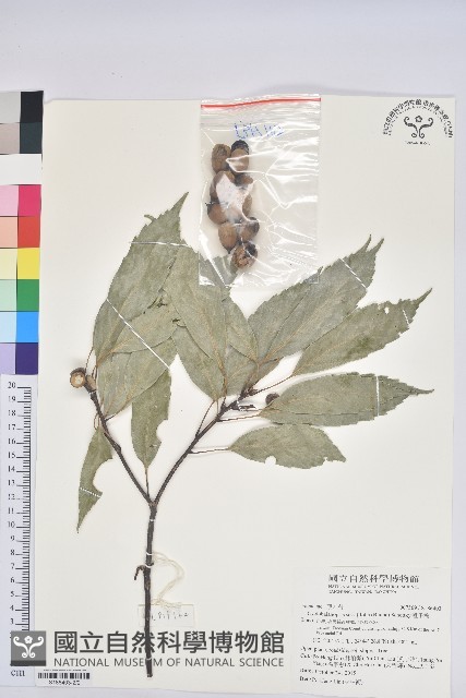 毽子櫟藏品圖，第2張
