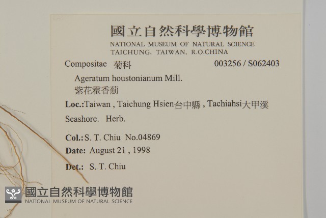 紫花霍香薊藏品圖，第2張