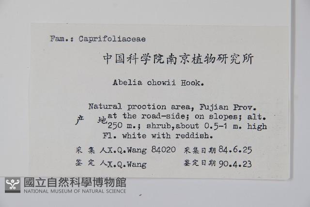 小葉六道木藏品圖，第2張