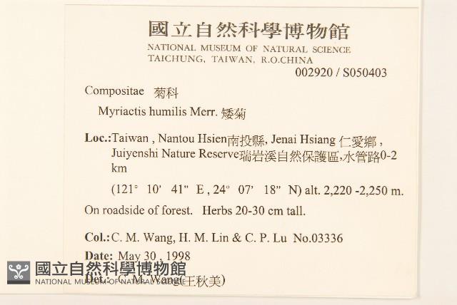 矮菊藏品圖，第2張