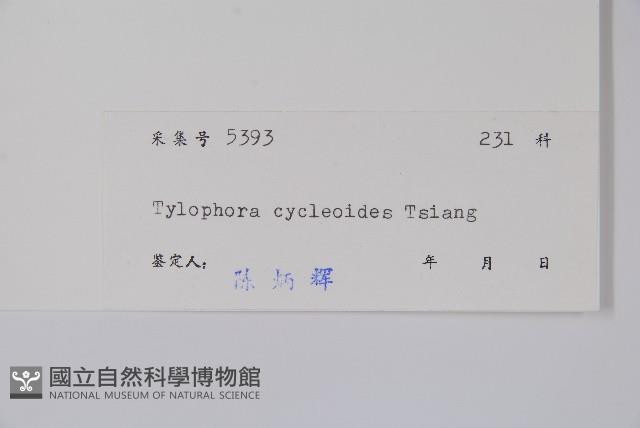 輪環娃兒藤藏品圖，第2張