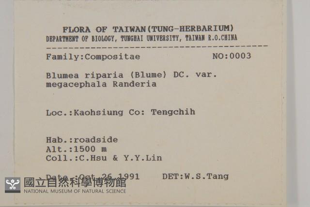 大頭艾納香藏品圖，第2張