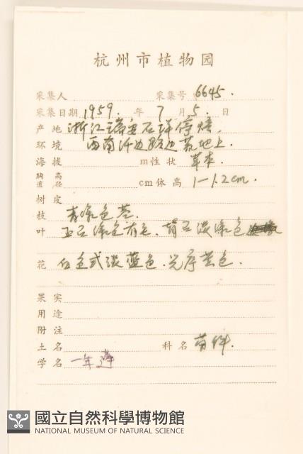 白頂飛蓬藏品圖，第2張