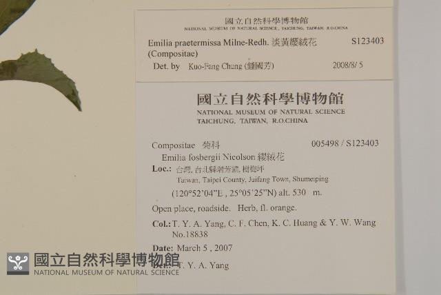 粉黃纓絨花藏品圖，第2張