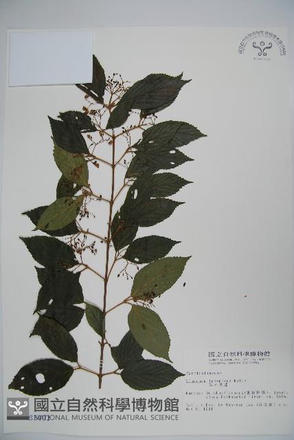 Luzon Viburnum Collection Image, Figure 1, Total 2 Figures