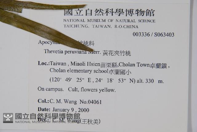 黃花夾竹桃藏品圖，第2張