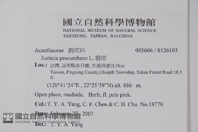 爵床藏品圖，第2張