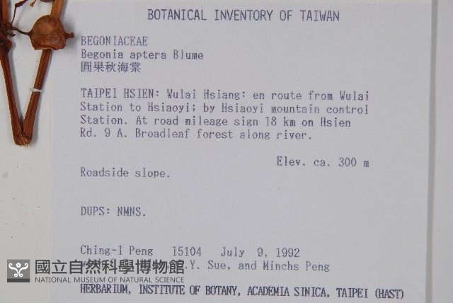 圓果秋海棠藏品圖，第2張