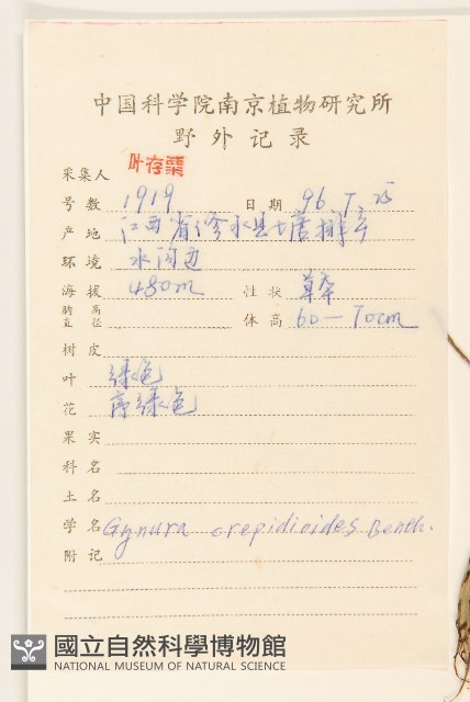 野茼蒿藏品圖，第2張