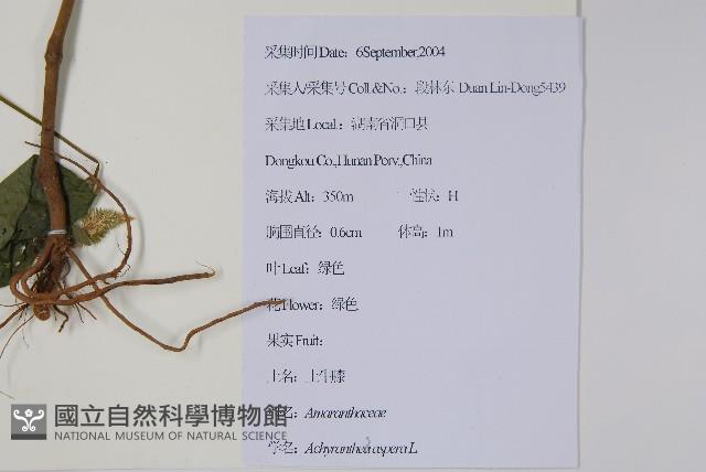 土牛膝藏品圖，第2張