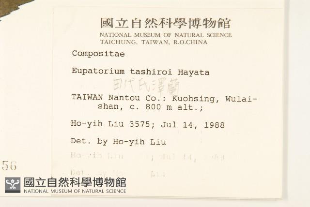 田代氏澤蘭藏品圖，第2張