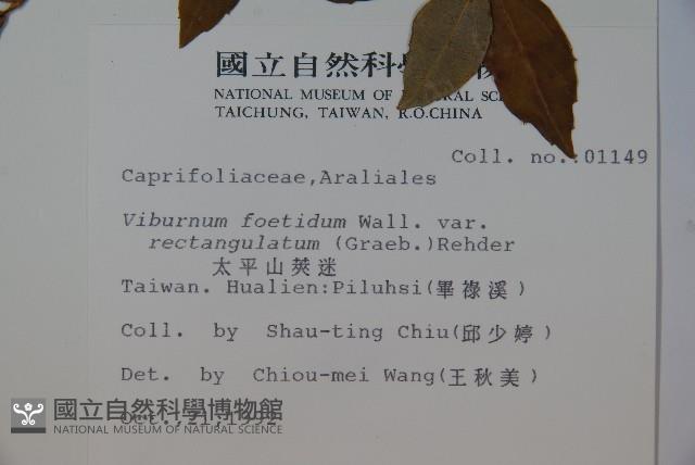 狹葉莢迷藏品圖，第2張