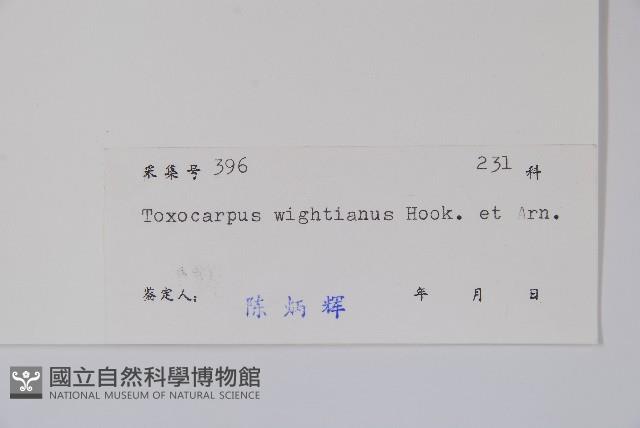 弓果藤藏品圖，第2張