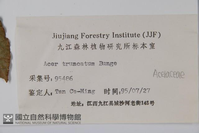 元寶槭藏品圖，第2張