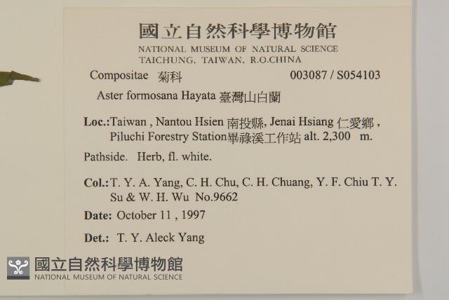 臺灣山白蘭藏品圖，第2張