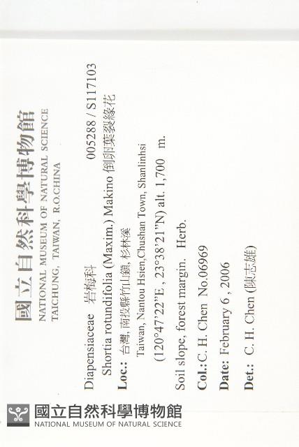 倒卵葉裂緣花藏品圖，第2張