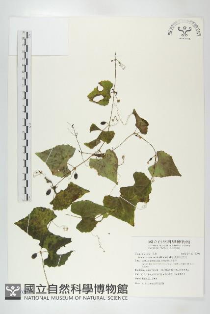 黑果馬交兒藏品圖，第1張