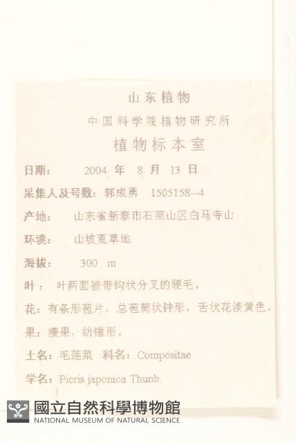 毛蓮菜藏品圖，第2張