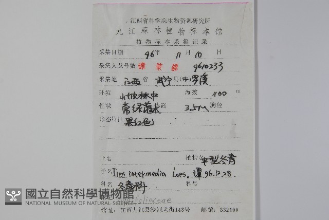 中型冬青藏品圖，第2張