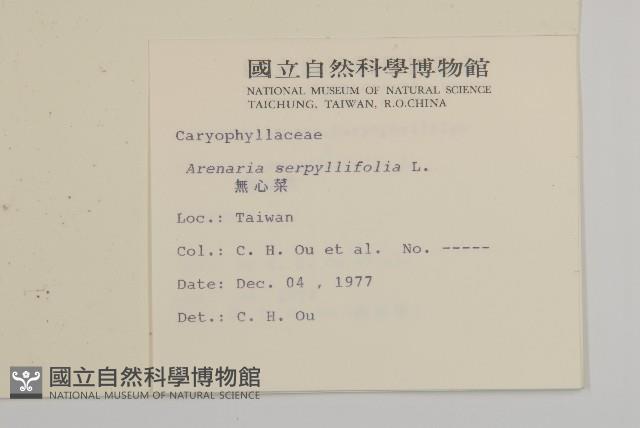 無心菜、鵝不食草藏品圖，第2張