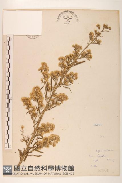 加拿大蓬藏品圖，第1張