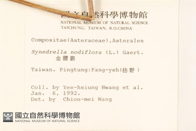 金腰箭藏品圖，第2張