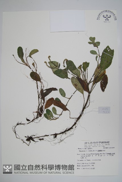臺灣附地草藏品圖，第1張