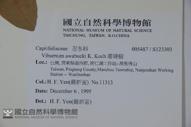 珊瑚樹藏品圖，第2張